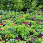 Bekæmpelse af mårskader: 5 effektive tips til at afværge angreb